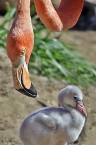 flamingo-mum