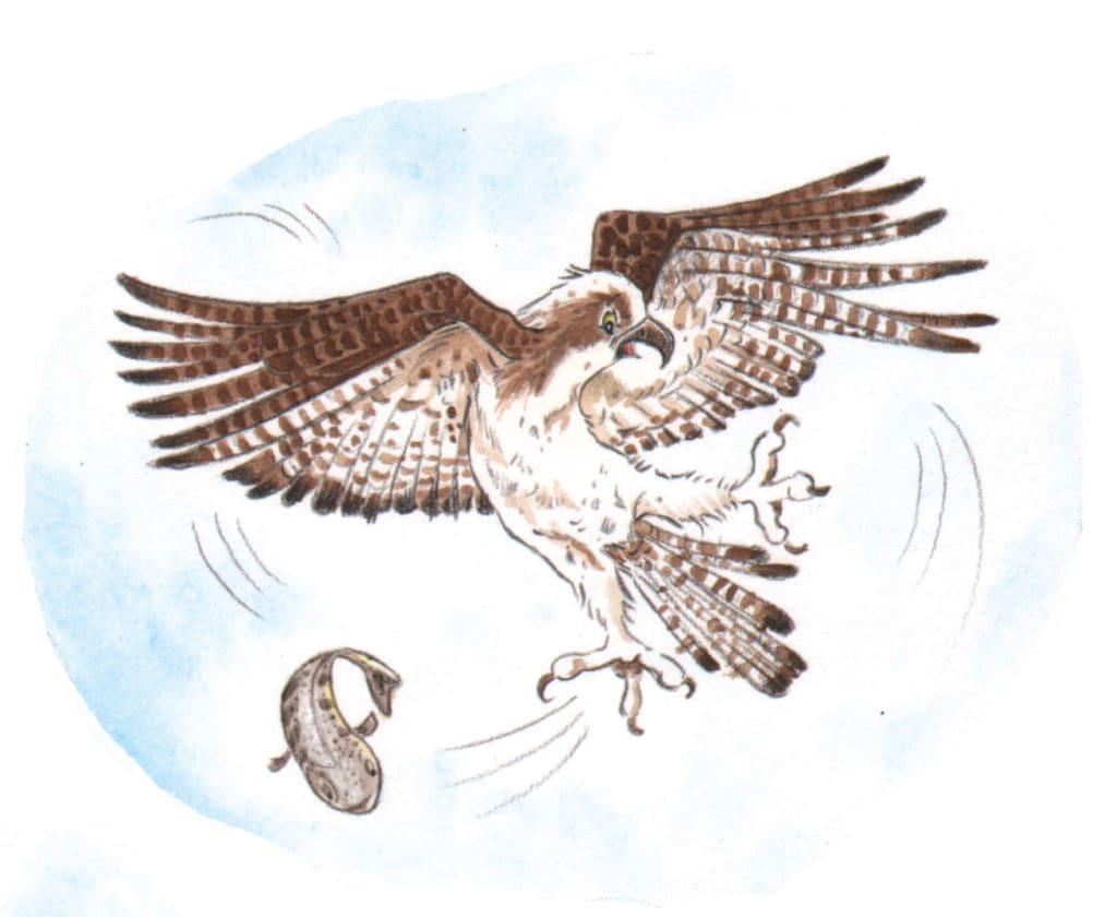 Birdwatching, illustrating nature with Kirsteen Harris-Jones
